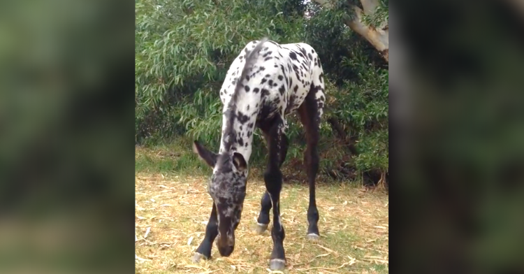 baby horse