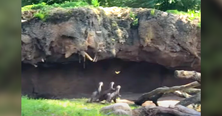 otters chase butterfly