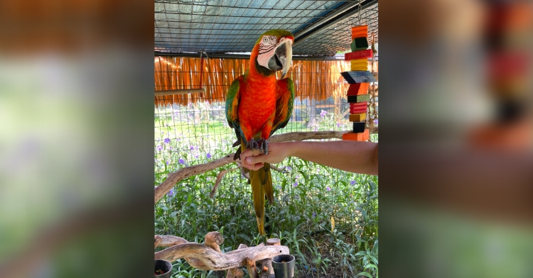 zippy the macaw