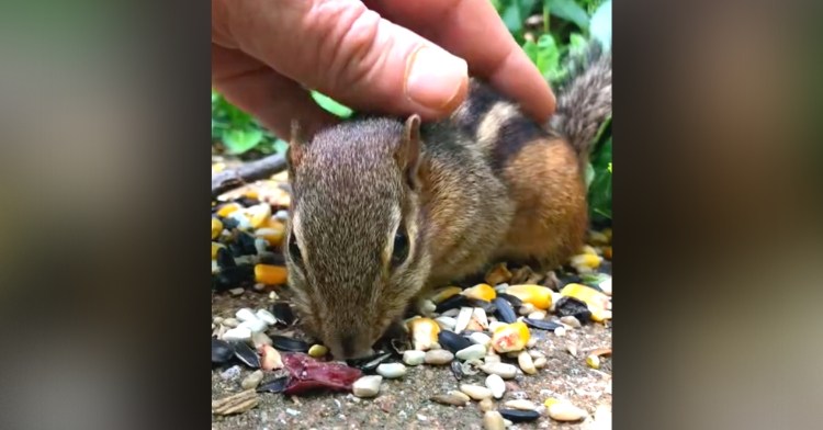 cute chipunk