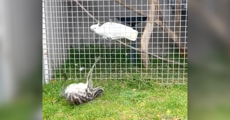 emu and parrot dance-off