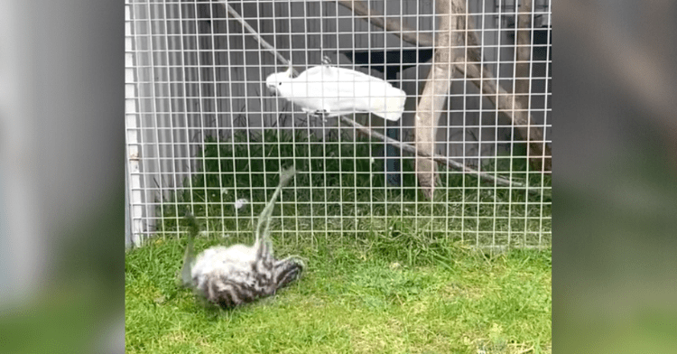 emu and parrot dance-off