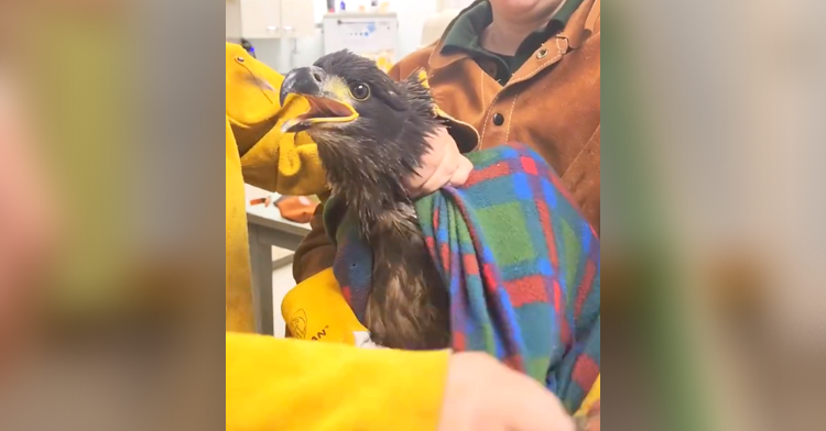 bald eagle rehab