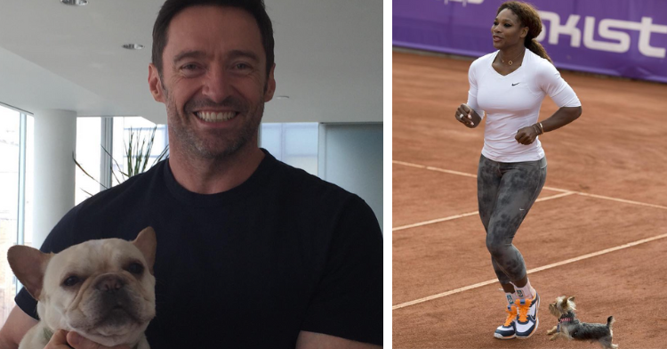 Hugh Jackman with his dog on the left, Serena Williams with her dog on the right