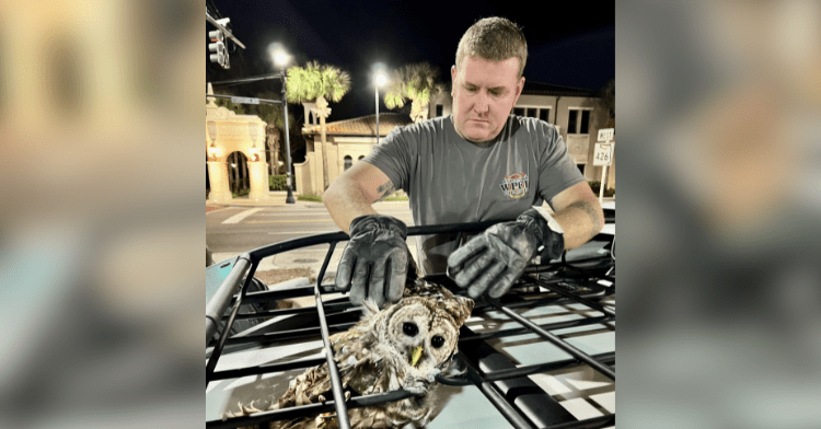 firefighter rescues owl.