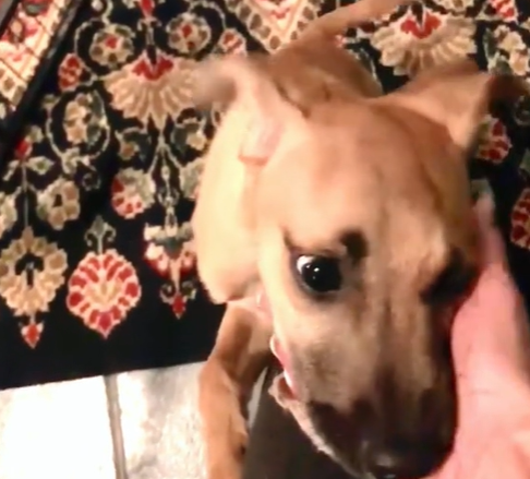 Thanks to her foster mom, the puppy's attitude changed completely.