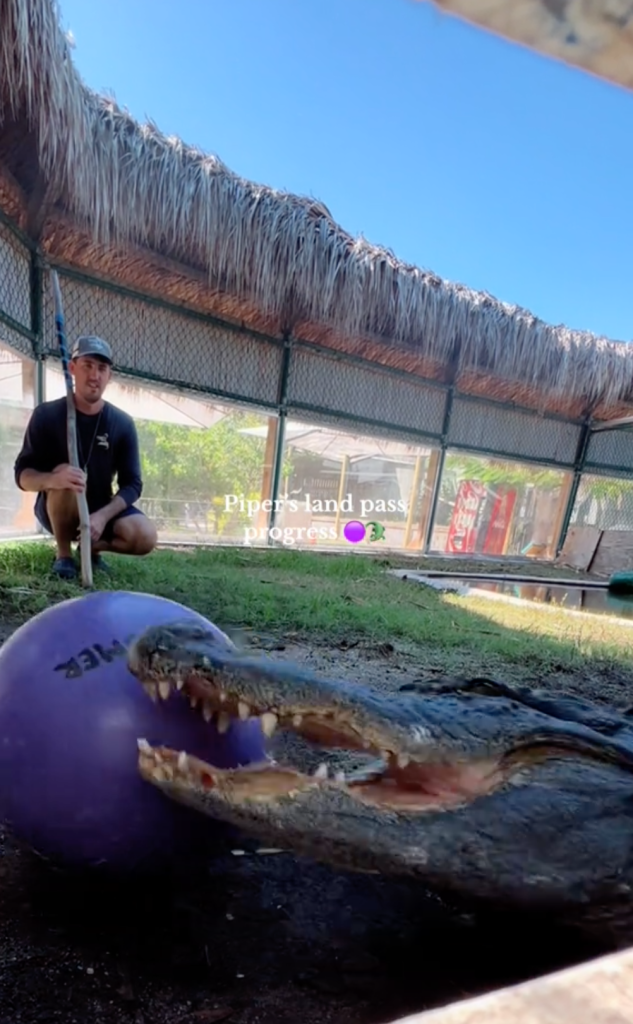 piper the alligator passes the ball