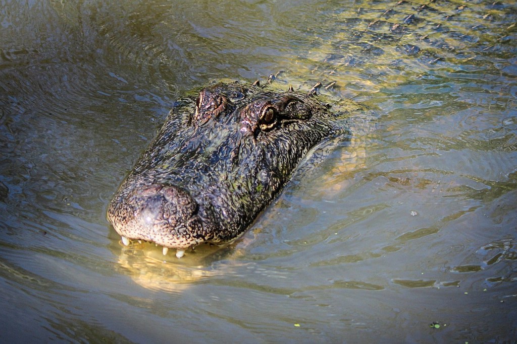 the american alligator was once on the brink of extinction