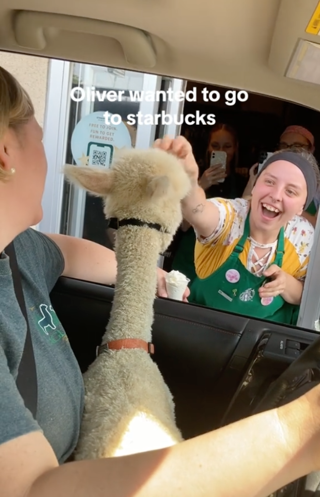 alpaca at starbucks