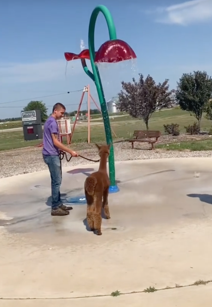 gus the alpaca at the park