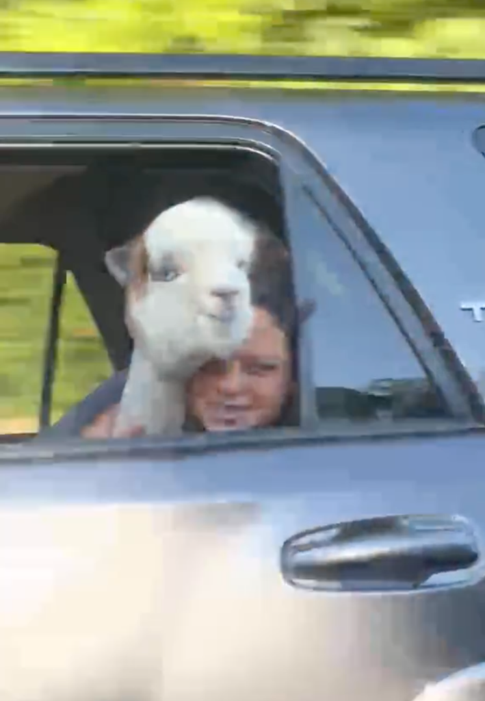 alpaca in the car