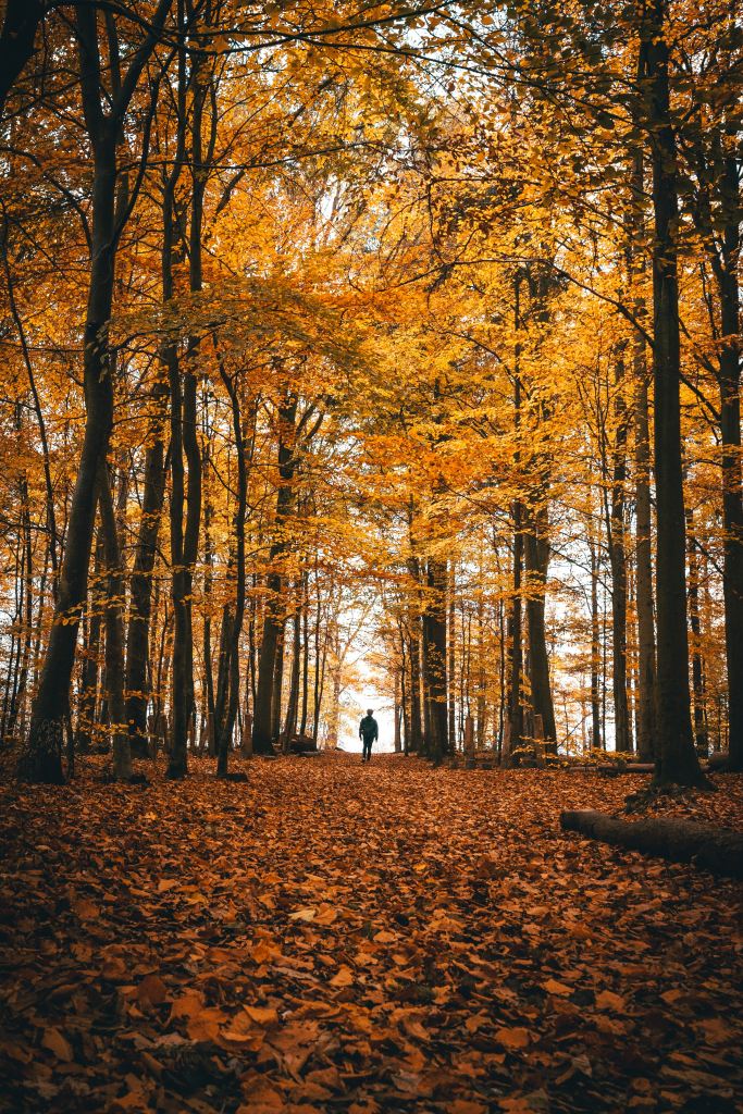 View of a path in a forest that's covered in beautiful fall leaves in both the trees and on the ground. A person can be seen in the distance walking away from the camera.