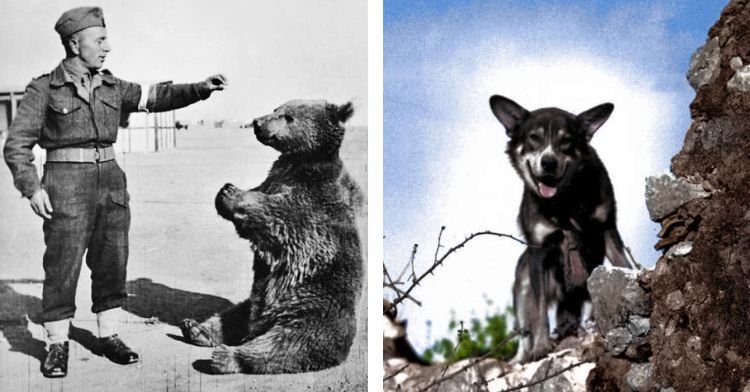 These animals made a difference during WWII.
