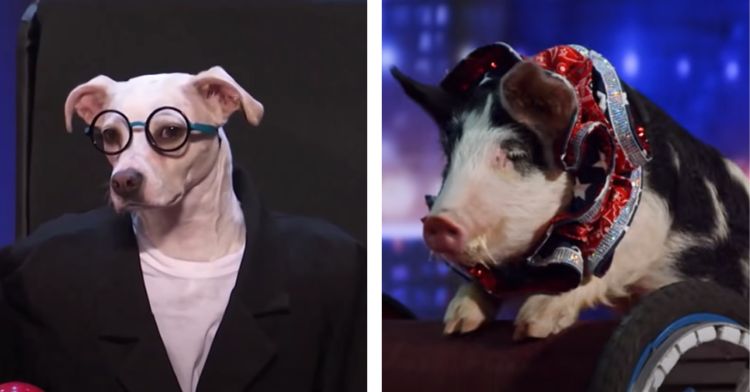 These animals on "AGT" are unforgettable.