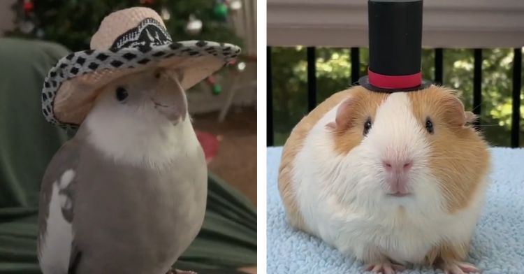 These animals in hats are just too cute!