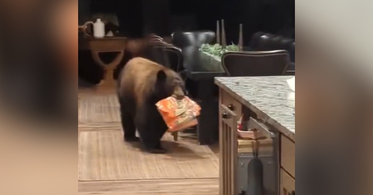 A bear carries bags of tortillas in his mouth as he walks through a living room and into a kitchen.