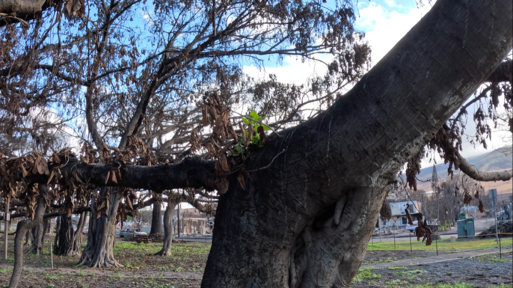 View from a distance of the banyan tree in Hawaii. Tiny, green buds can be seen sprouting from one spot.