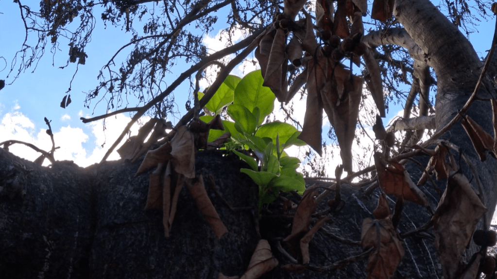 Close up of new, green buds growing on the banyan tree in Lahaina after the Maui fires.