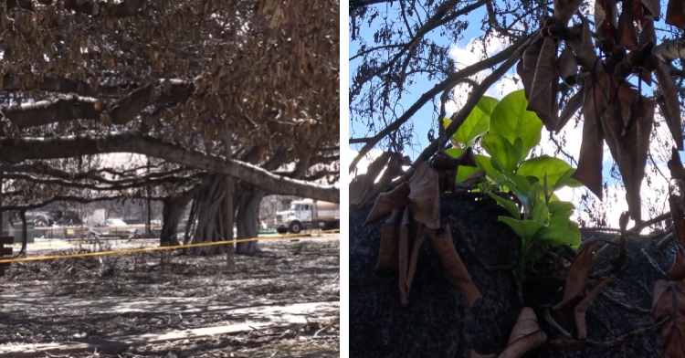 A two-photo collage. The first shows a view from a distance of the banyan tree in Lahaina after the Maui fires. There's a lot of damage and the area is roped off. The second photo shows a close up of new, green buds growing on the banyan tree in Lahaina after the Maui fires.