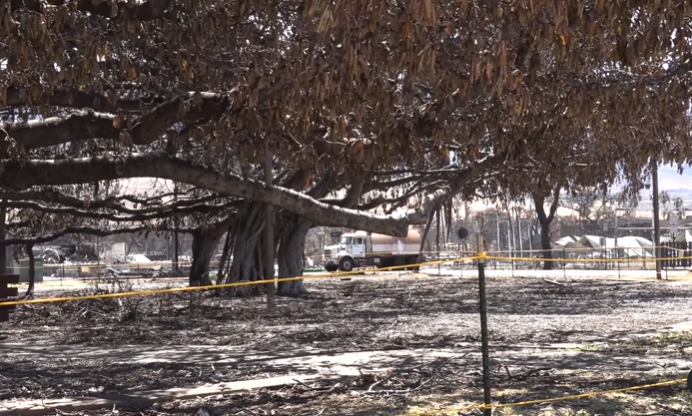 View from a distance of the banyan tree in Lahaina after the Maui fires. There's a lot of damage and the area is roped off.