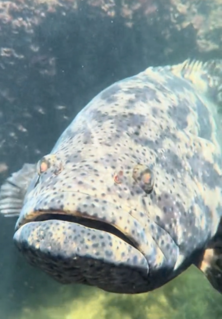 barbosa the goliath grouper