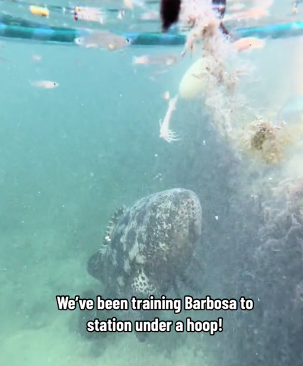 barbosa the grouper training session
