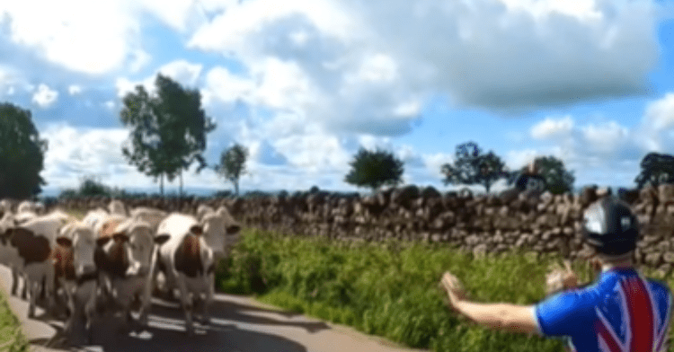 biker stops cows