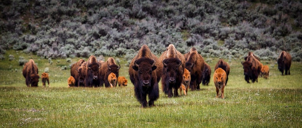 herd of american bison