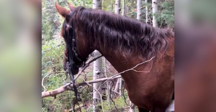 A horse was rescued from a dangerous situation.