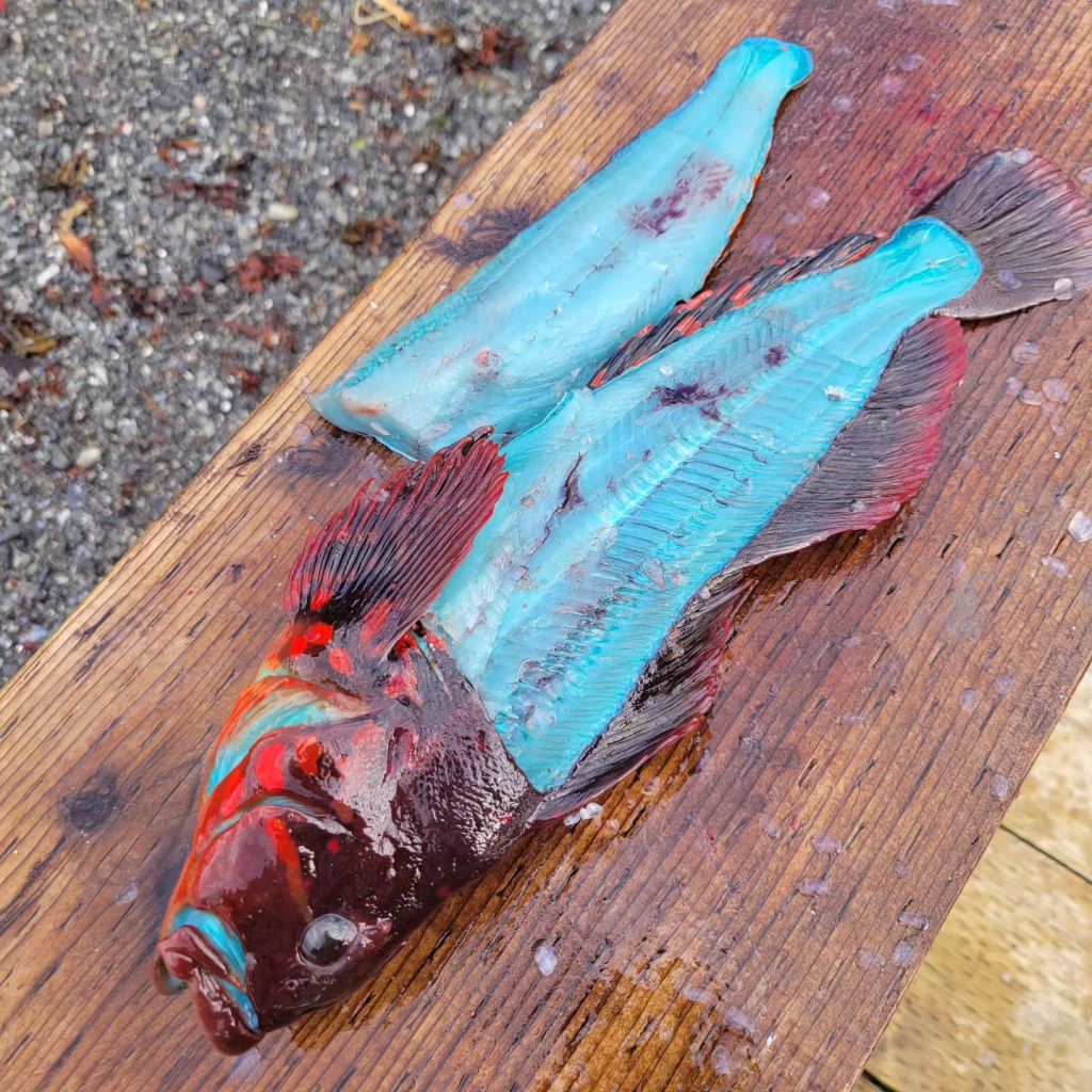 An unusual blue fish was caught in Alaska. 