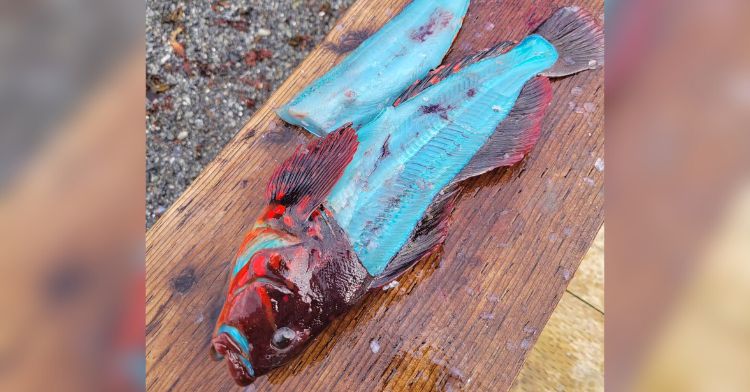 An unusual blue fish was caught in Alaska.