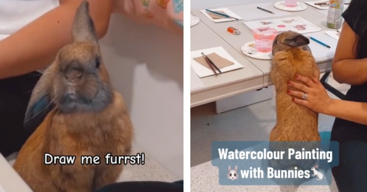 A two-photo collage. The first shows a close up of a bunny sitting near a table. One ear is pointed down while the other is pointed straight up. Text on the screen is pretending to be what the bunny is saying: Draw me furrst! The second photo shows a view from behind of a bunny resting their front legs on the table in front of them, standing with their back legs, as they look at the table full of watercolors and paintings. A person sits next to them and pets them.