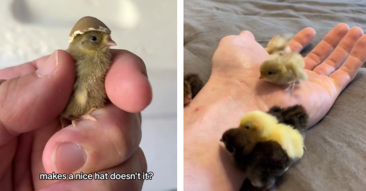 A two-photo collage. The first is a close up of someone holding a baby Button Quail in their fingers. The bird is wearing a tiny egg shell on their head like a hat. The second photo shows six baby Button Quail crawling around on someone's hand which is laying on a bed.