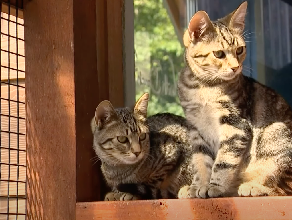 cats at animal shelter