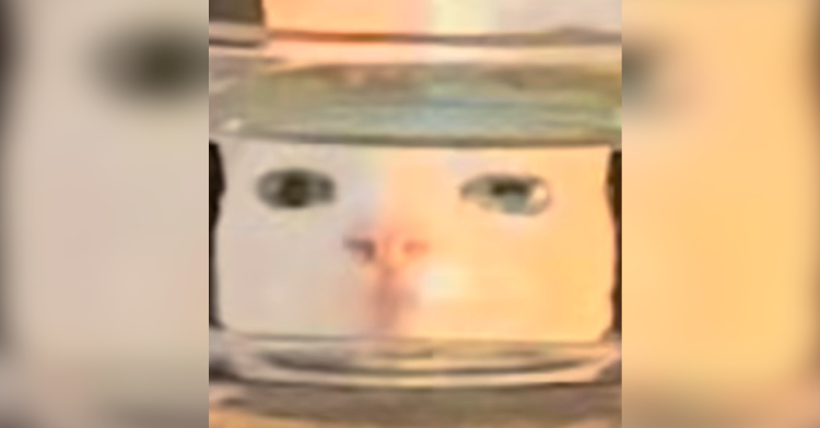cat behind water bowl