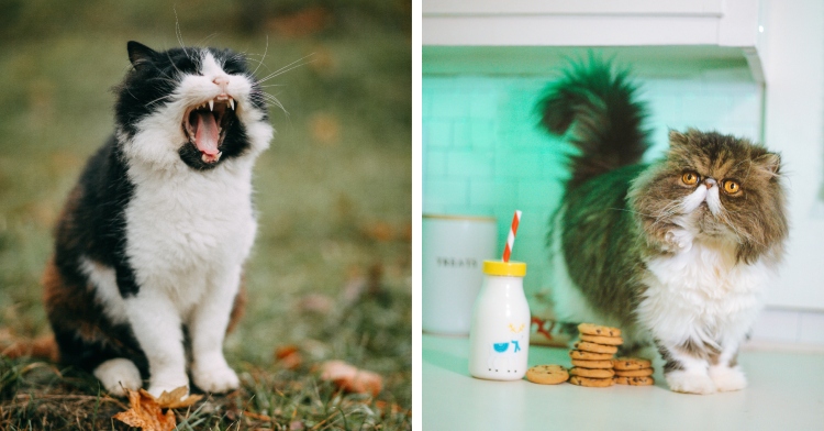 A two-photo collage. The first shows a black and white cat sitting on grass, mouth wide open as they meow. The second photo shows a fluffy, flat-faced cat standing on a kitchen counter, looking slightly up. Next to them is a container of milk with a straw along with three stacks of cookies. It looks like the milk and cookies may be fake food.