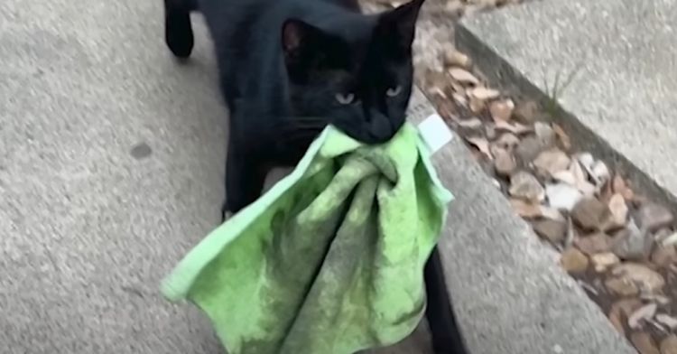 A neighborhood cat has been stealing things!