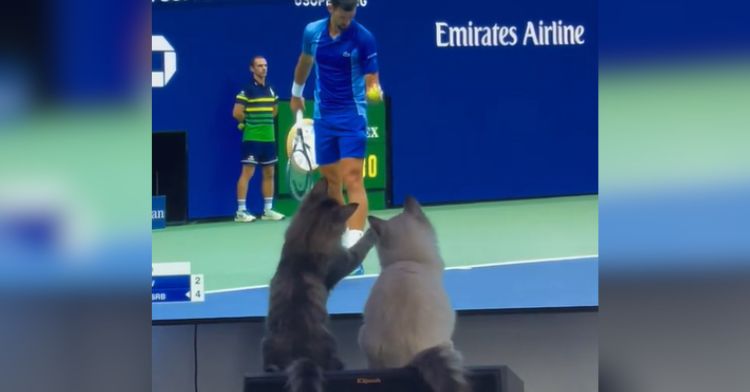 These cats are trying to join the tennis game on television.