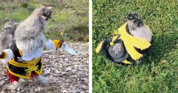 chickens in pirate and bee costumes