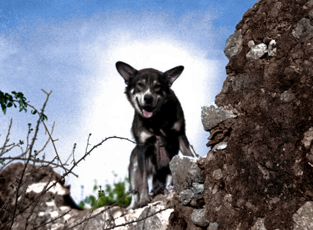 This dog earned a medal for bravery.
