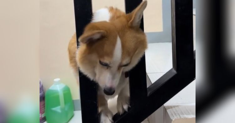 A corgi got himself into a sticky situation!