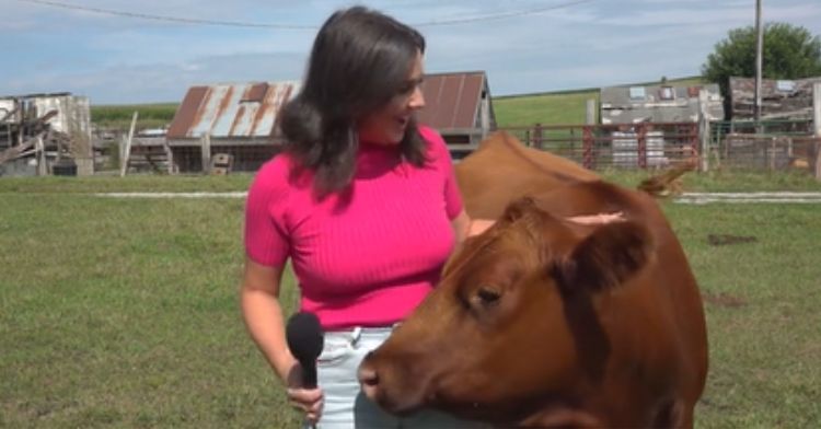 This friendly cow just wanted some attention.