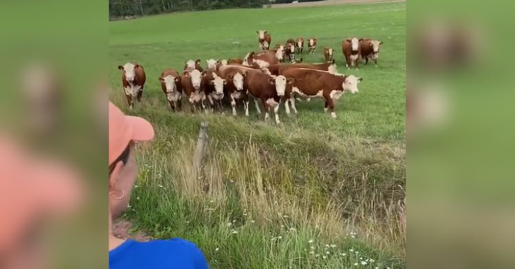 These cows enjoyed an outdoor jazz concert.