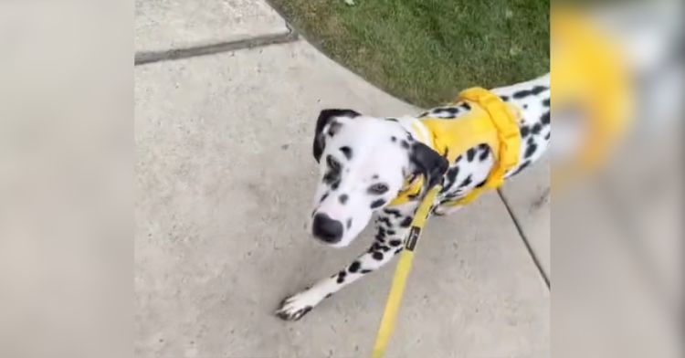 Kids couldn't understand that this Dalmatian is just a pet.