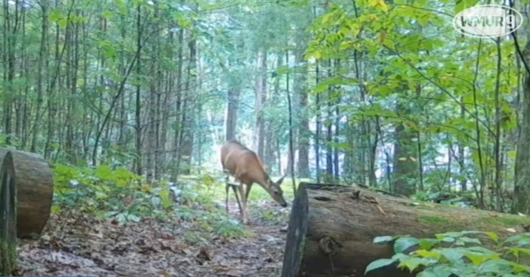 A curious doe gets closer to bobcat kittens in a New Hampshire forst.