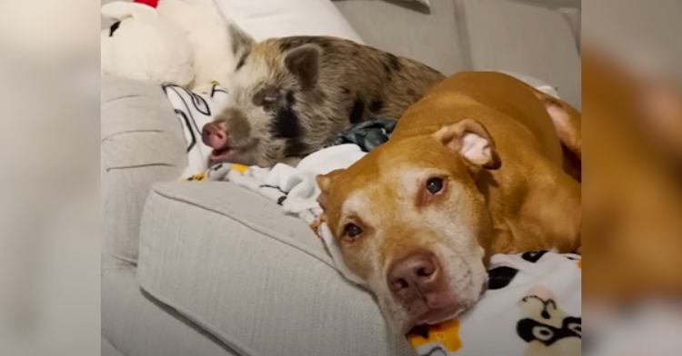 An anxious dog became best friends with a piglet.