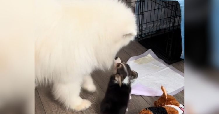 It takes a while for this dog's new sister to get his attention!