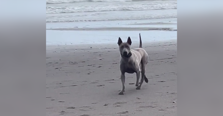 Dog recognizes owner at the beach