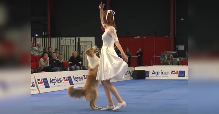 This dog is the perfect dance partner!