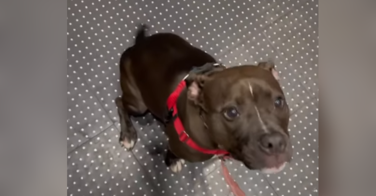 Dog sitting in elevator.